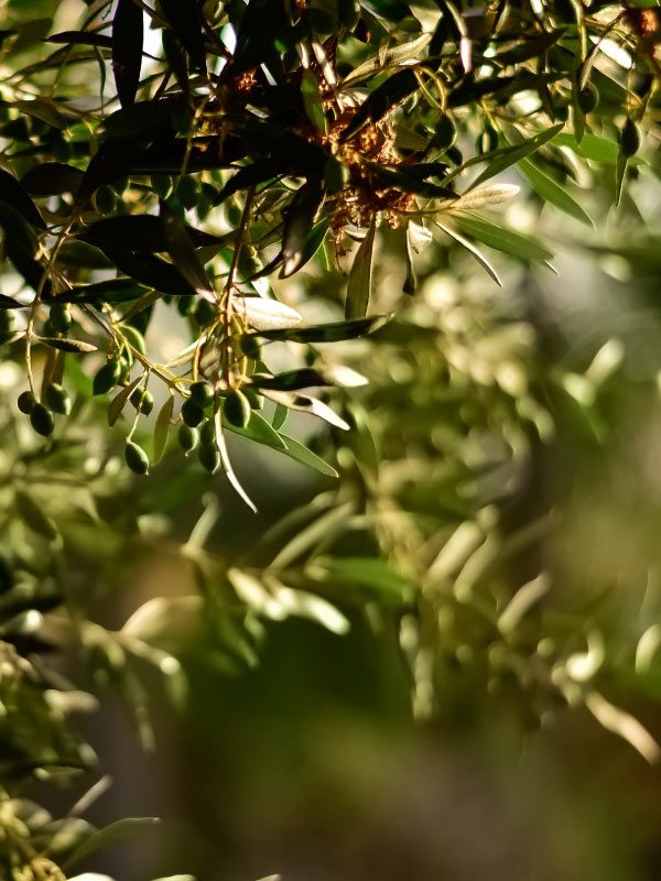 oliveto-san-giovanni oliveto-san-giovanni