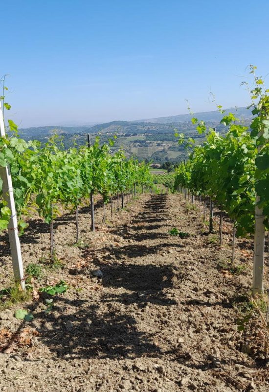 vigneto-san-giovanni-av vigneto-san-giovanni-av